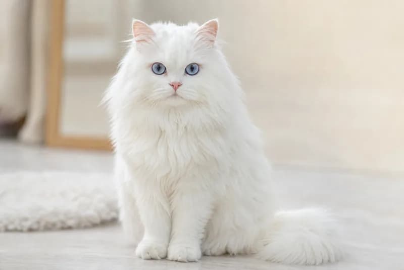 Plume, Angora blanc