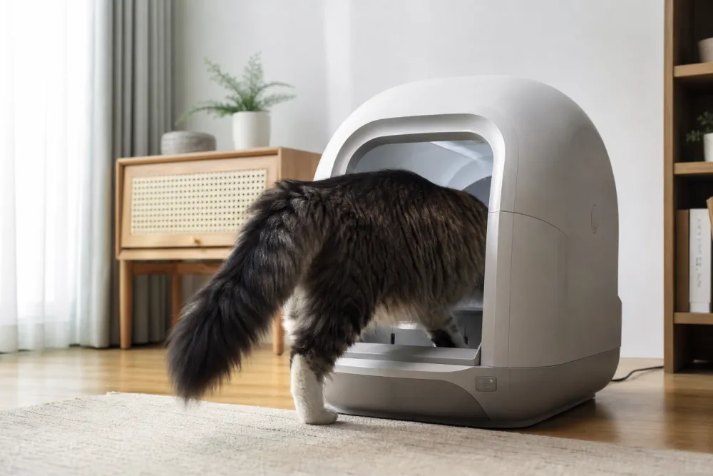 Grand chat à poil long entrant dans une litière automatique à large ouverture basse