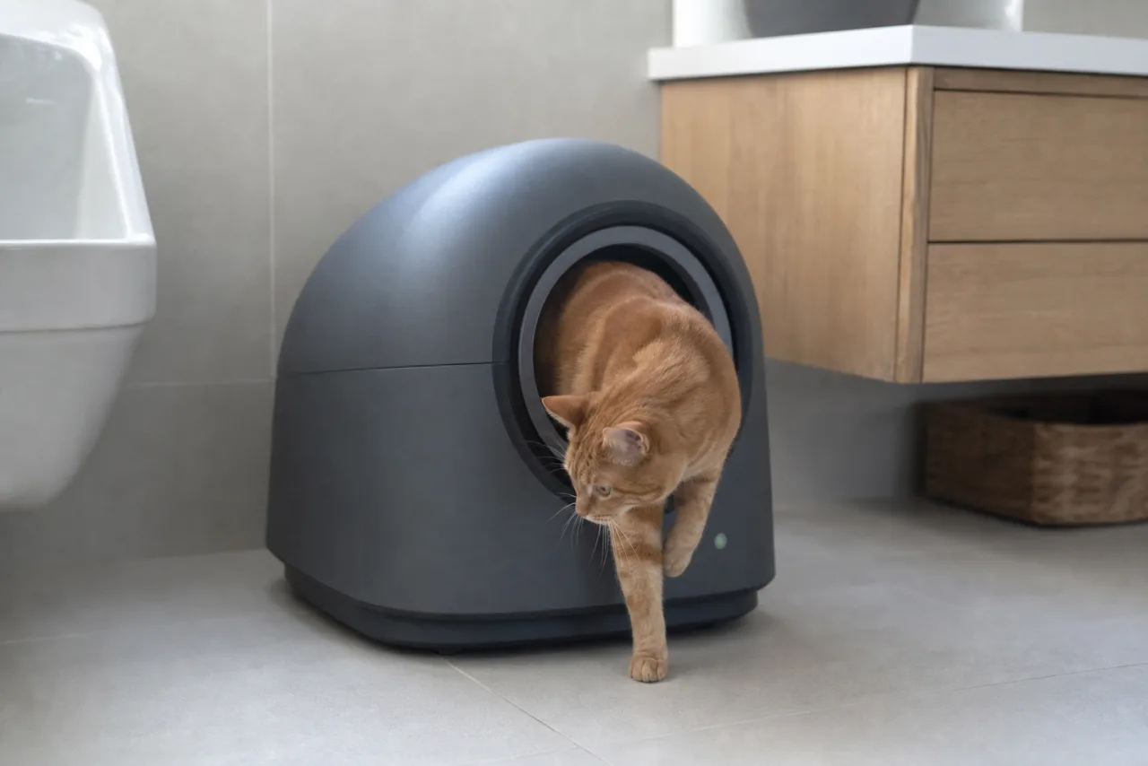 Chat près de la litière automatique HHOlove TYPro dans un intérieur lumineux