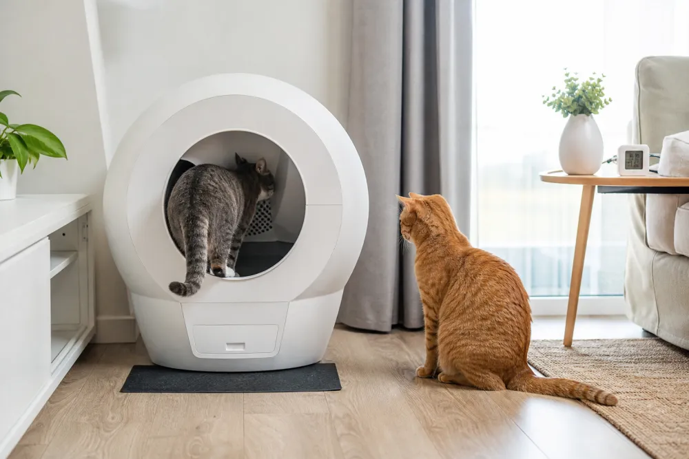 Deux chats près d'une même grande litière automatique, l'un attendant que l'autre termine
