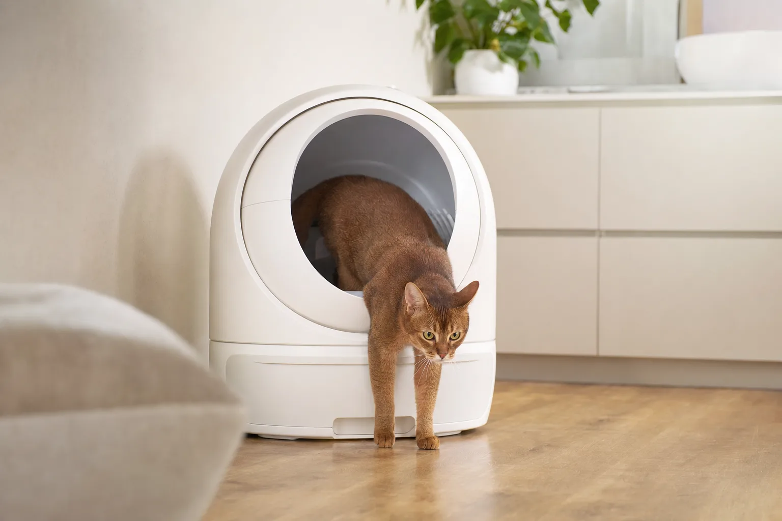 Litières automatiques : fonctionnalités à venir en 2026 — Personnalisation et Confort Accru pour les Chats