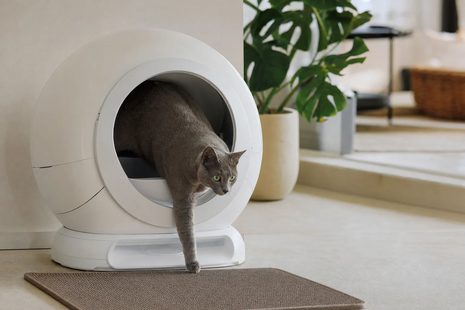 Les 5 meilleures litières automatiques pour un intérieur moderne — Critères essentiels pour une litière automatique idéale